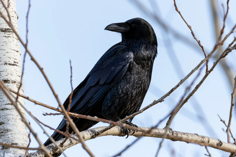 Black crow perched on bare aspen branch against blue sky