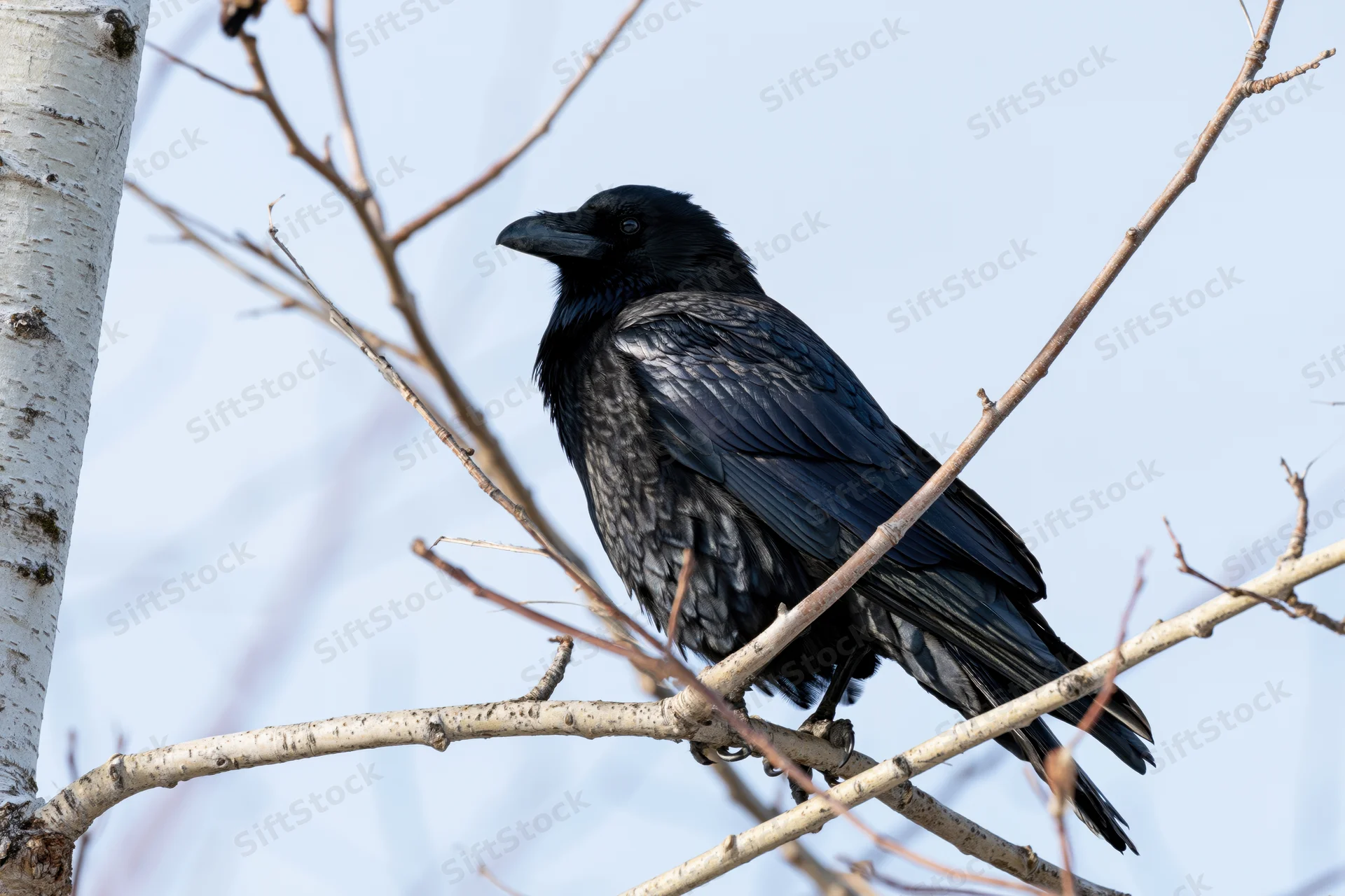 Black crow perched on bare aspen branch looking to the left in winter woodland
