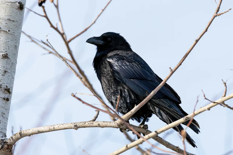 Black crow perched on bare aspen branch looking to the left in winter woodland