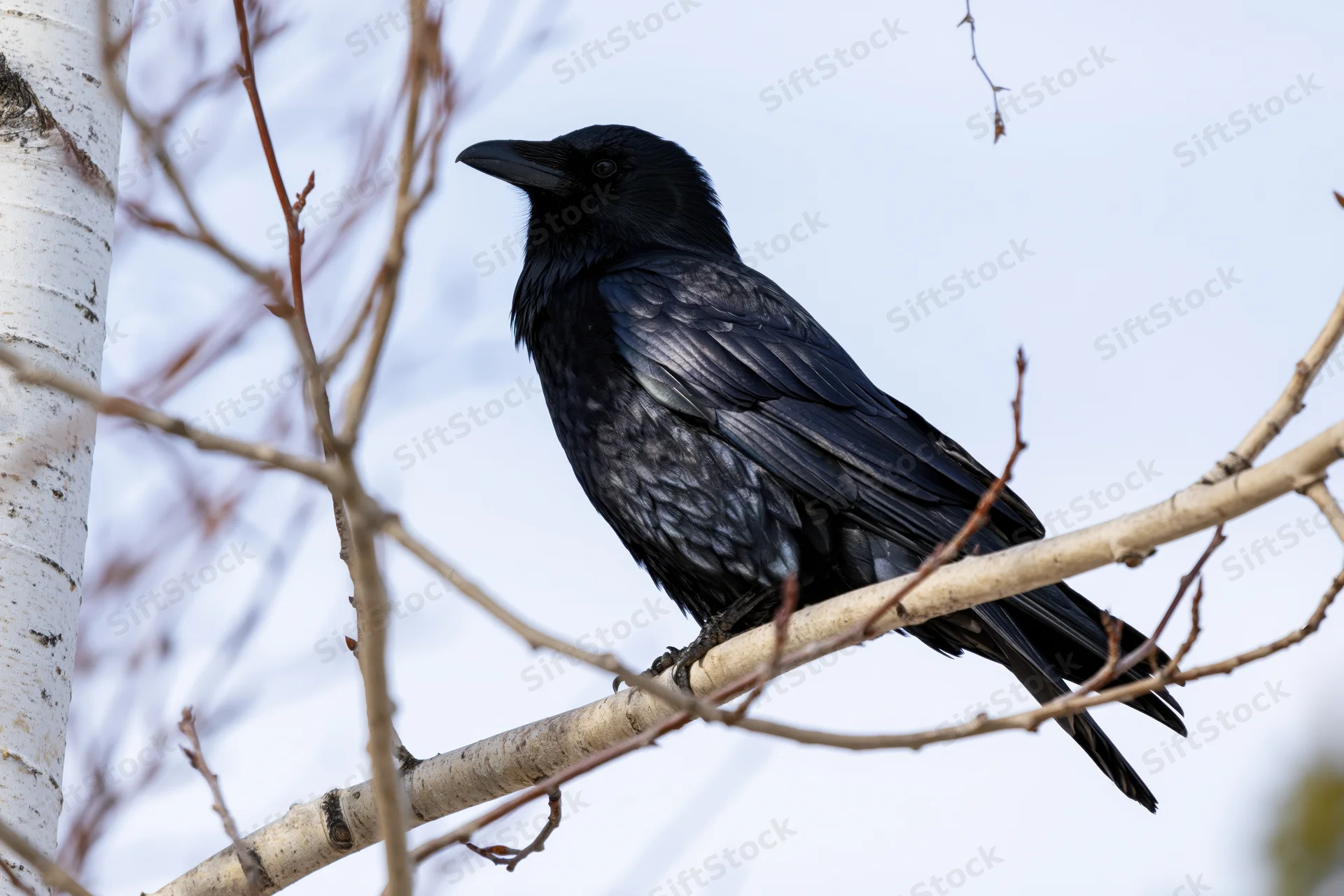 Black crow perched on bare aspen branch in winter forest