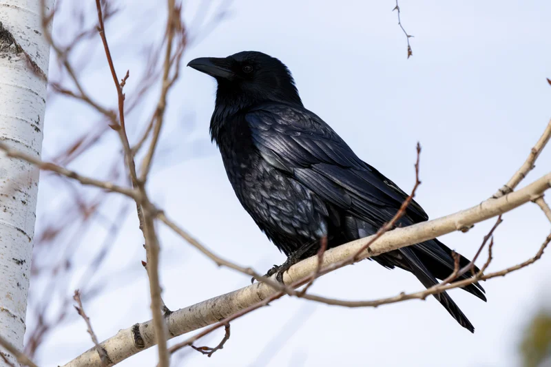 Black crow perched on bare aspen branch in winter forest