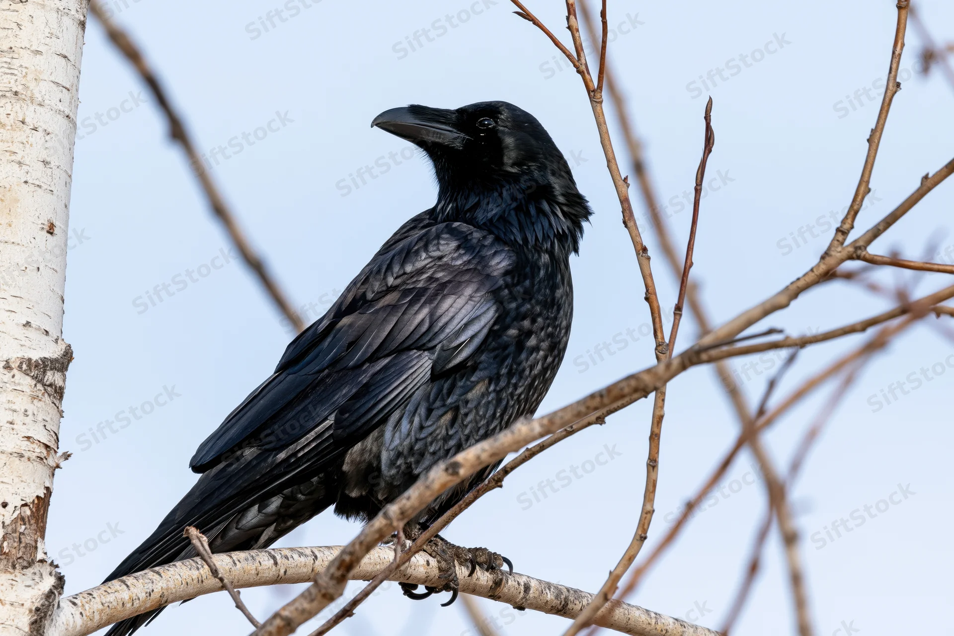 Black crow perched on bare aspen branch looking to the left against blue sky