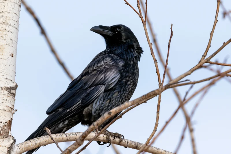 Black crow perched on bare aspen branch looking to the left against blue sky