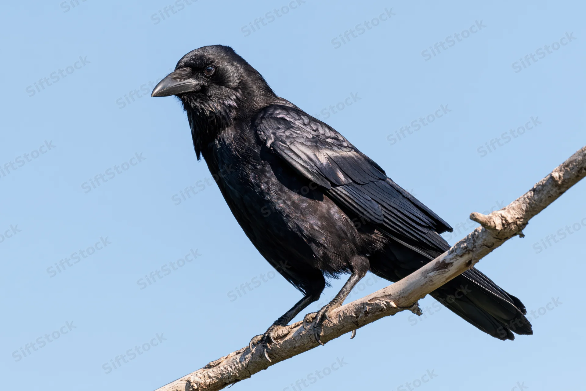 Black crow perched on a bare grey tree branch against a clear blue sky