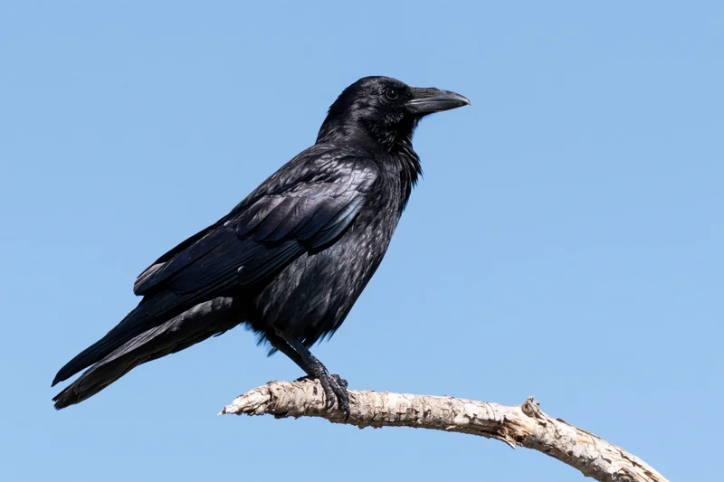Black crow perched on a bare pale grey dead tree branch against a clear blue sky