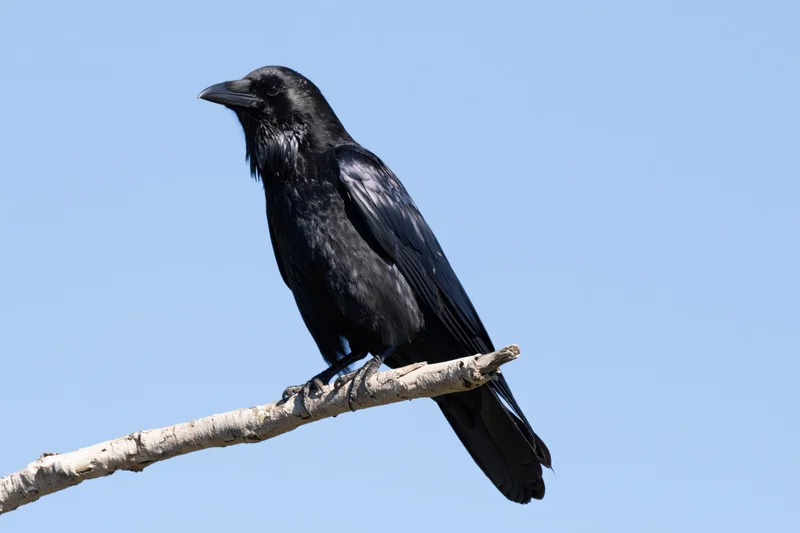Black crow perched on a bare pale grey dead tree branch against a clear blue sky