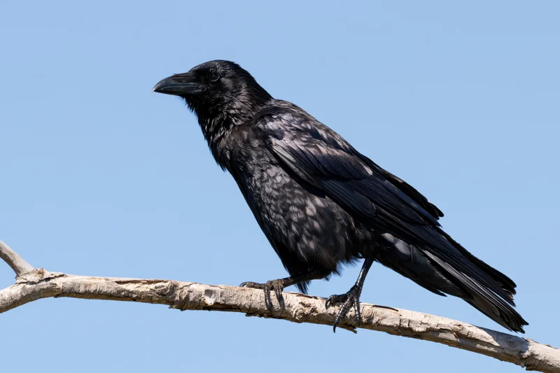 Black crow perched on a bare grey tree branch against a clear blue sky