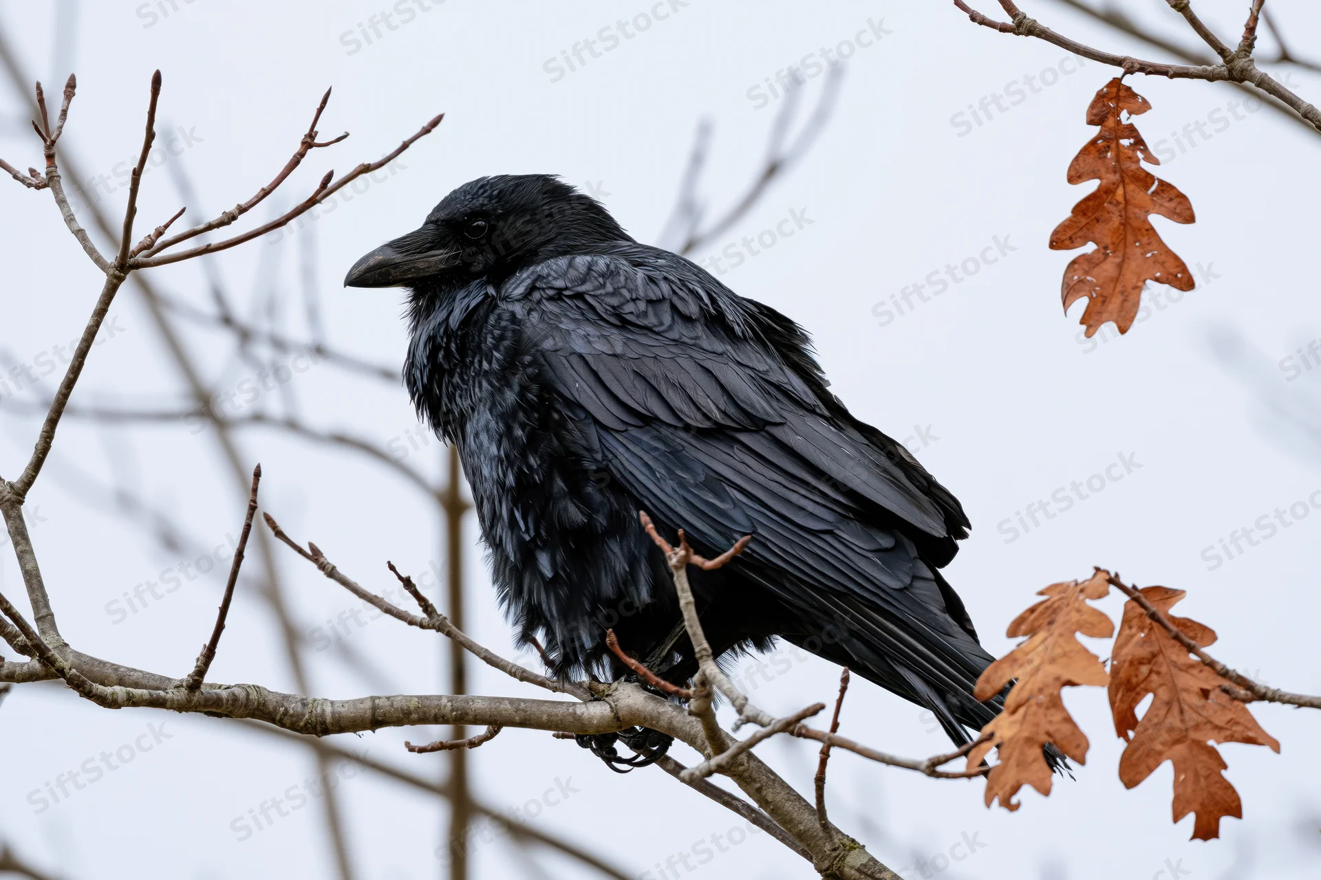 Black crow perched on bare tree branch with autumn leaves in overcast outdoor setting