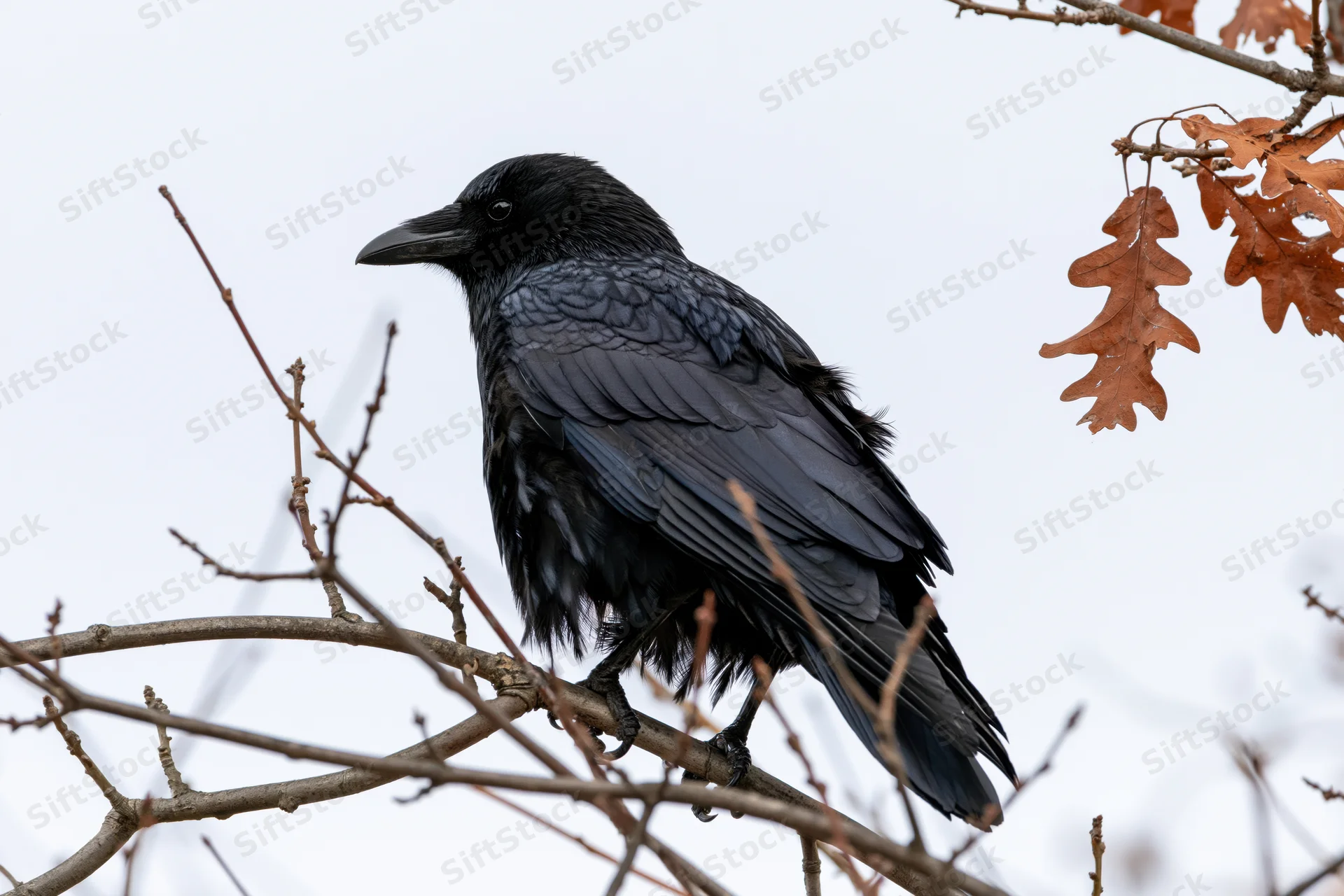 Black crow perched on bare tree branch facing left with autumn leaves nearby
