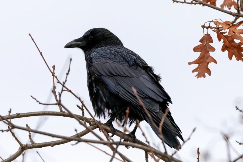 Black crow perched on bare tree branch facing left with autumn leaves nearby