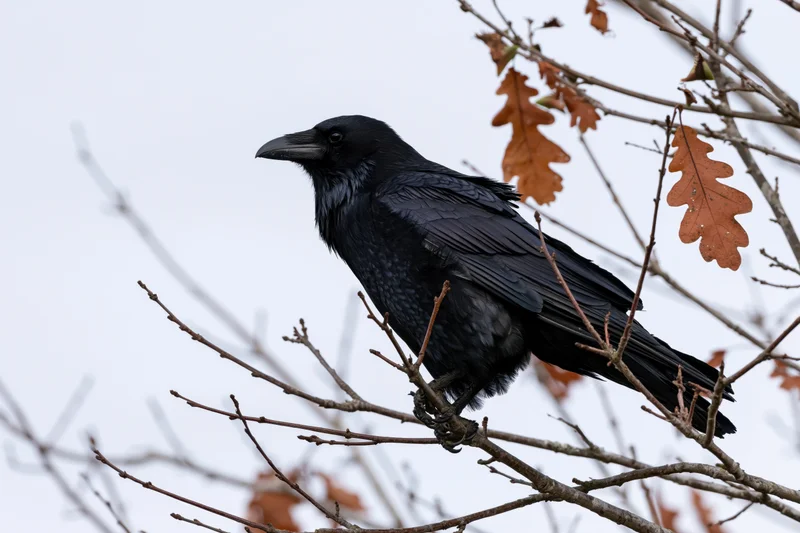 Black crow perched on bare oak branch with autumn leaves in overcast sky