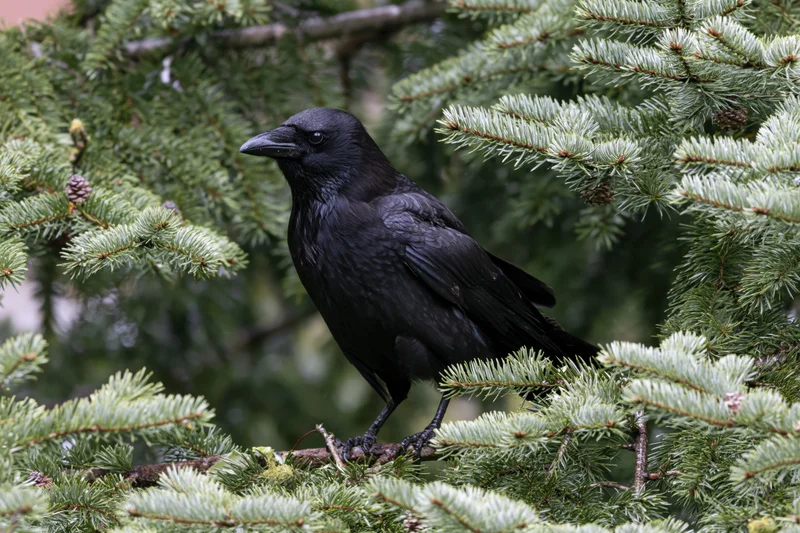 Black crow perched on spruce branch facing left in forest setting
