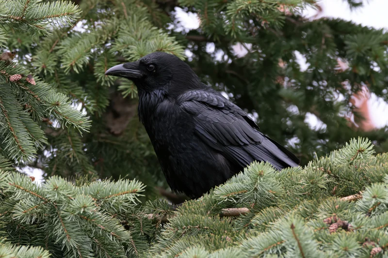 Black crow perched on spruce branch facing left in forest foliage
