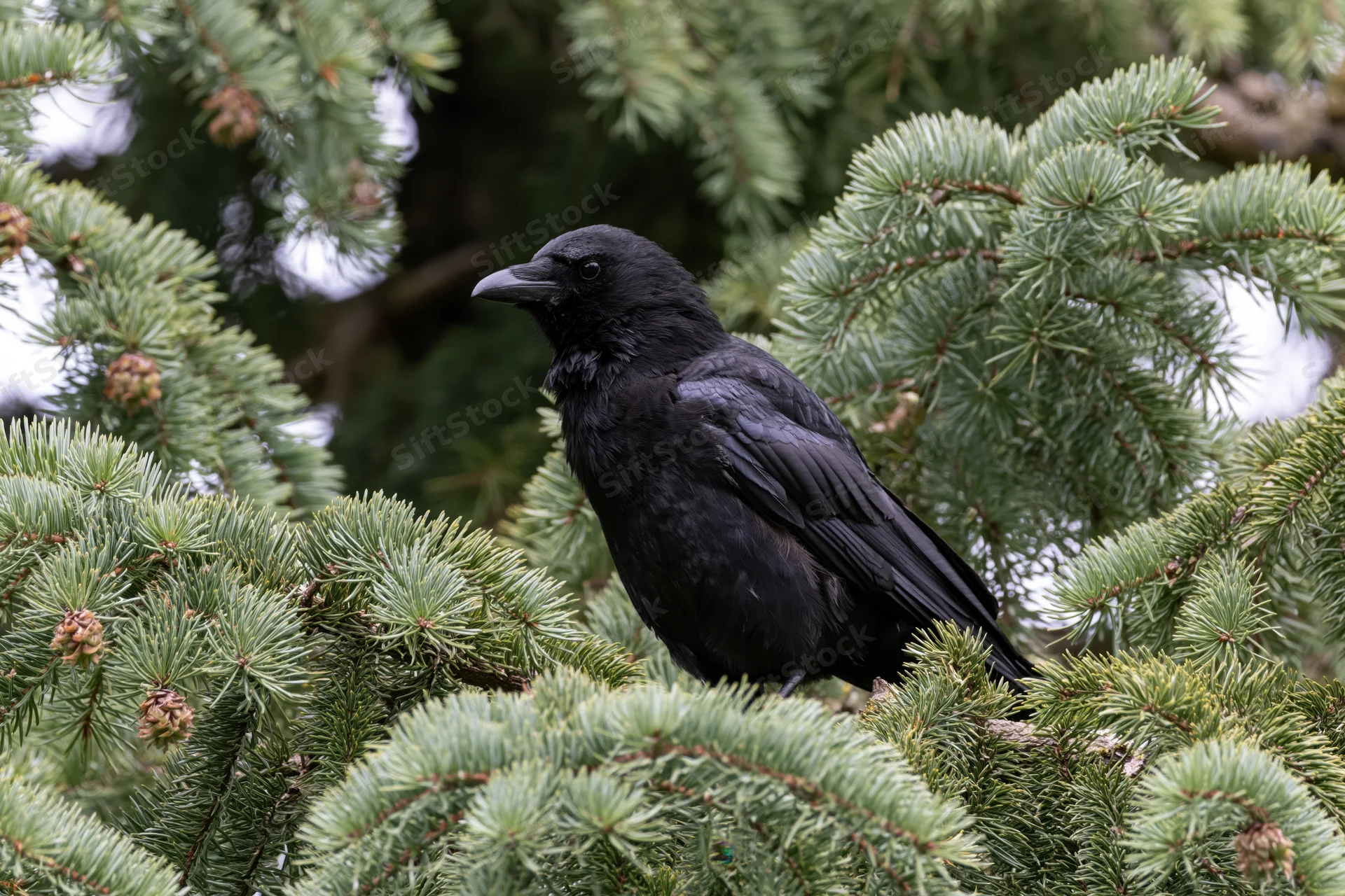 Black crow perched on spruce branch facing left in forest setting