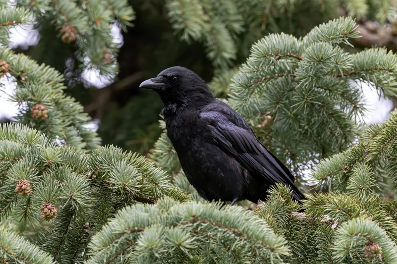 Black crow perched on spruce branch facing left in forest setting