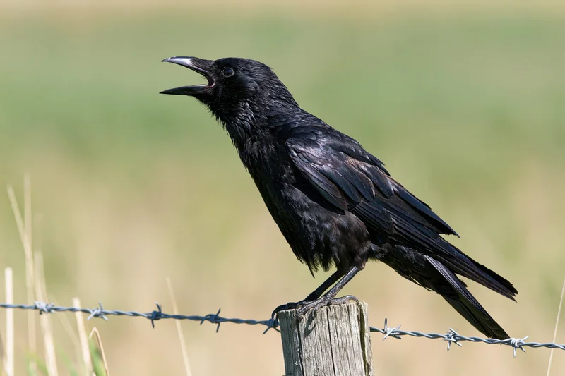 Black crow perched on weathered wooden fence post with barbed wire in a grassy field