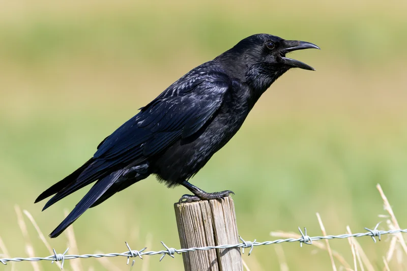 Black crow perched on weathered wooden fence post with barbed wire in rural field