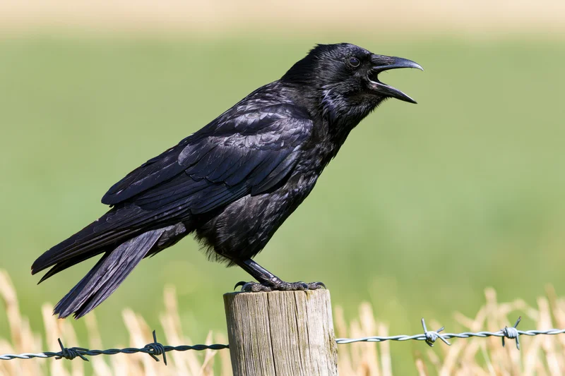 Black crow perched on weathered wooden fence post with barbed wire in rural field