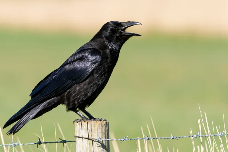 Black crow perched on wooden fence post with barbed wire in a grassy field