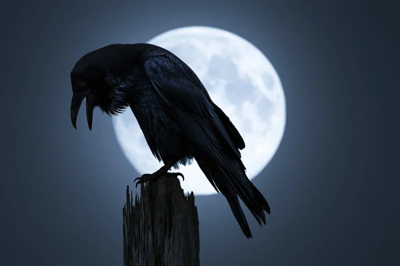 Black crow perched on weathered wooden post with head bowed against full moon at night