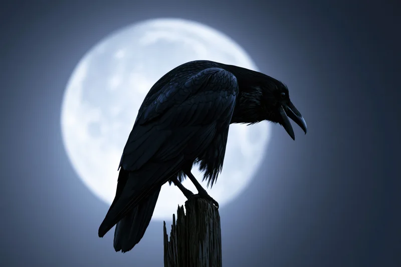Black crow perched on weathered wooden post with head bowed against full moon at night