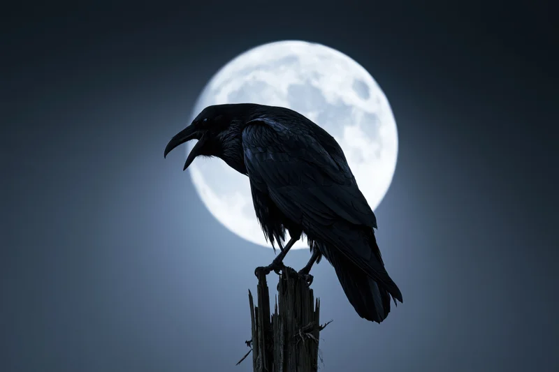 Black crow perched on weathered wooden post with full moon behind at night