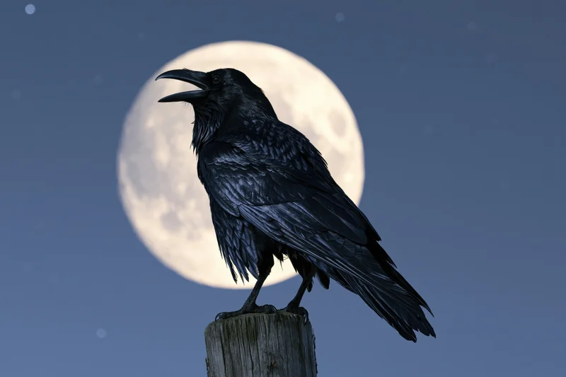 Black crow perched on weathered wooden post with open beak against full moon in night sky