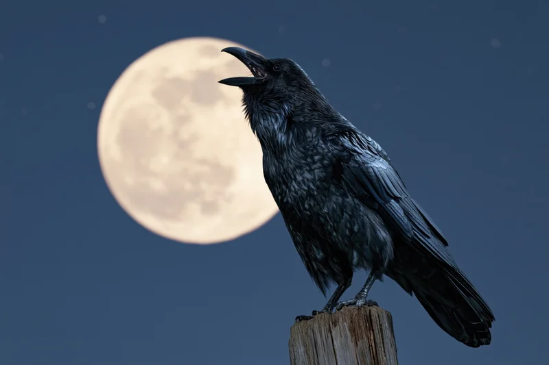 Black crow perched on wooden post with open beak against full moon in night sky