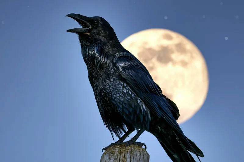 Black crow perched on weathered wooden post with open beak against full moon in night sky