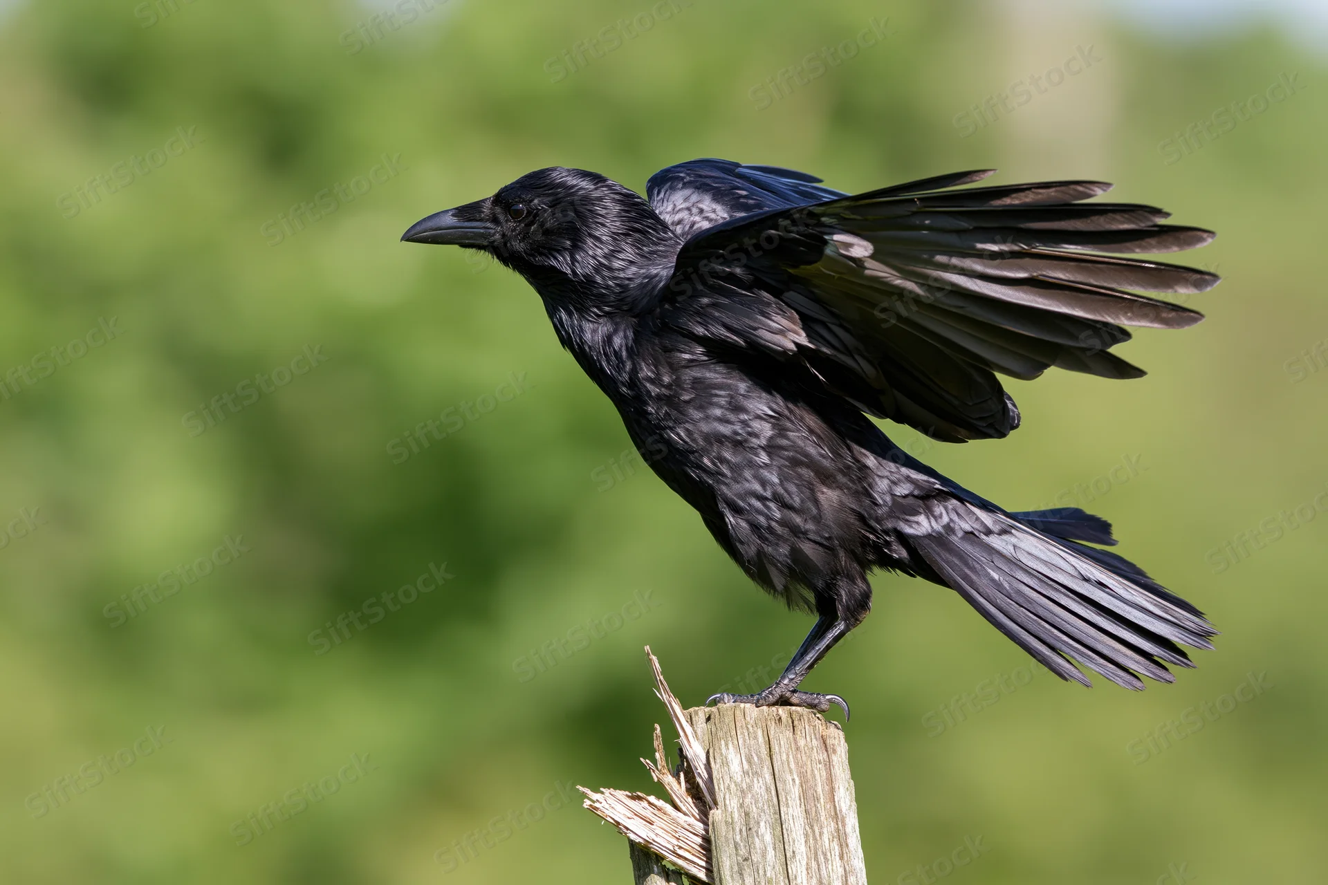 Black crow perched on weathered wooden post with wings spread