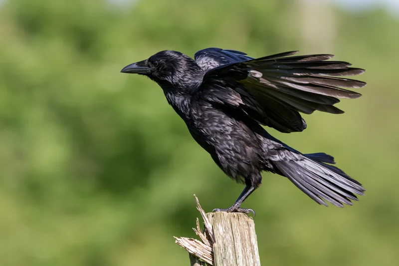 Black crow perched on weathered wooden post with wings spread