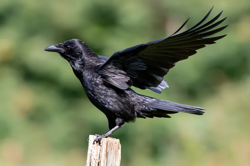 Black crow perched on weathered wooden post with wings spread in natural outdoor setting