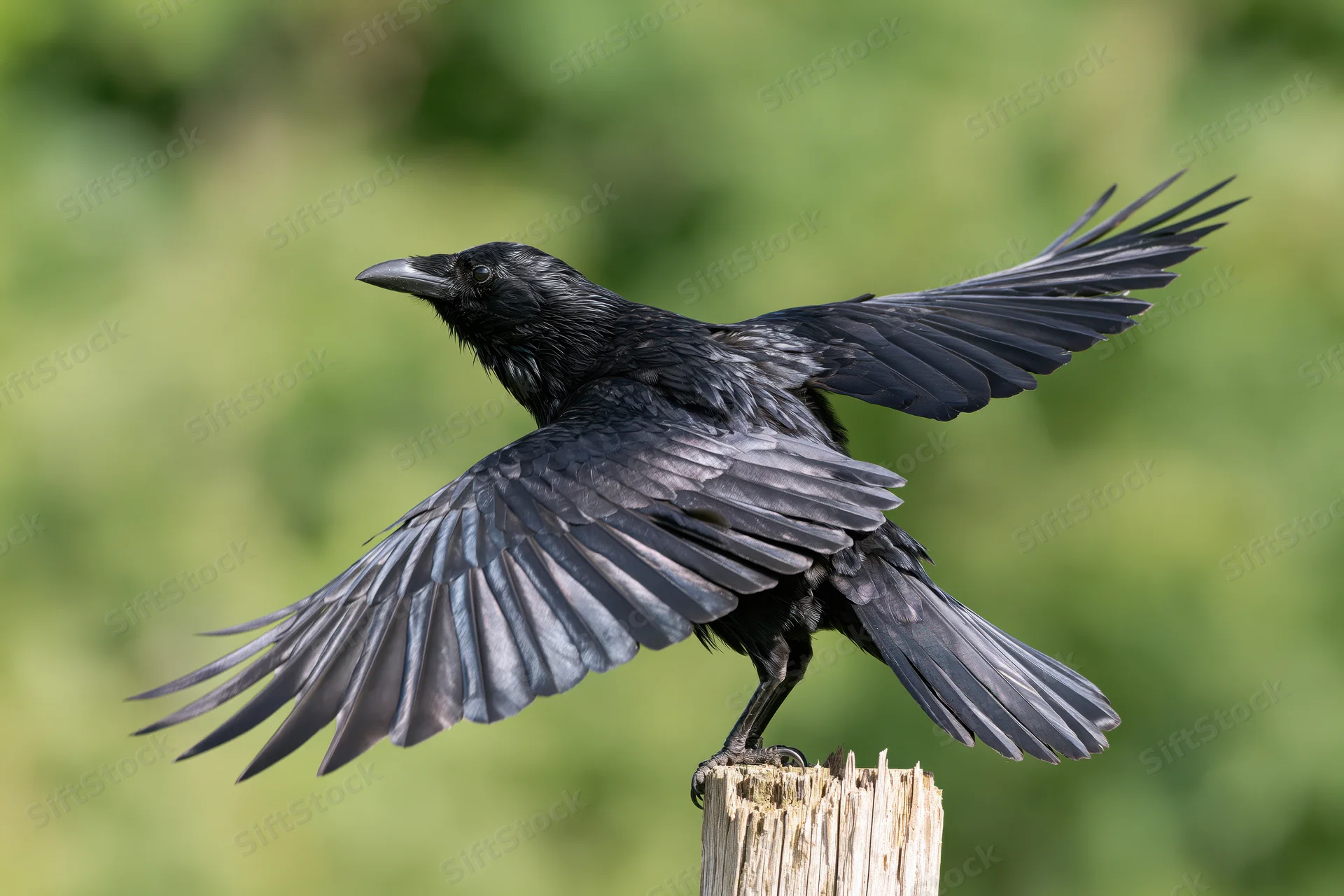 Black crow with wings spread perched on a weathered wooden post in a green outdoor setting
