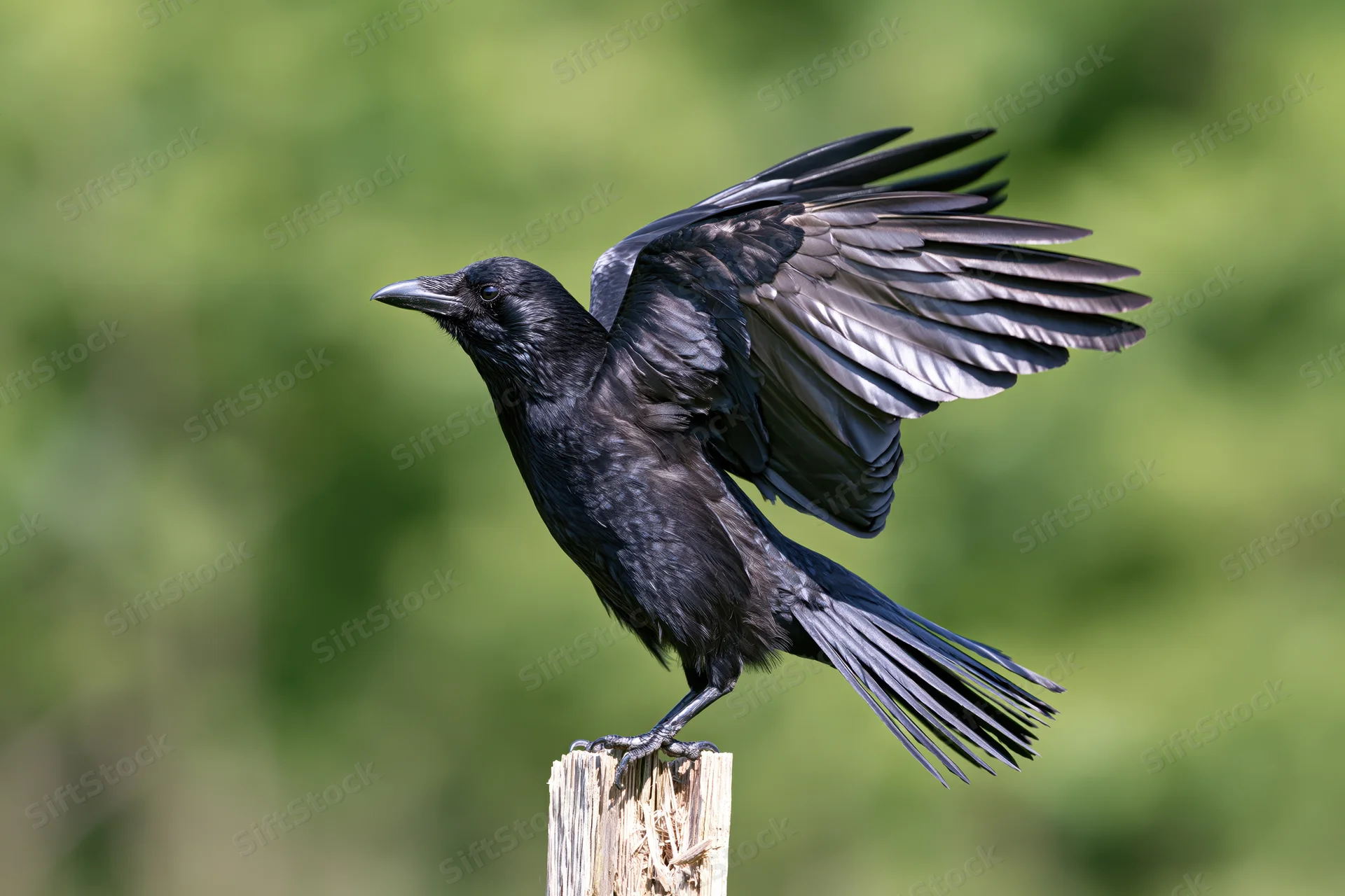 Black crow perched on weathered wooden post with wings spread in natural outdoor setting
