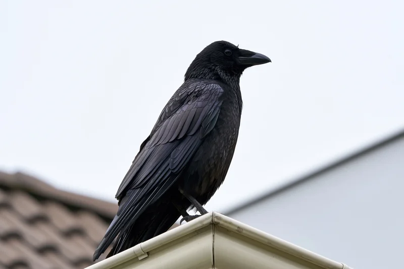 Black crow perched on corner edge of house roofline