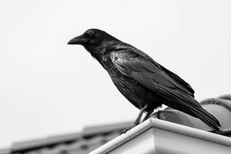 Black crow perched on corner edge of house roofline