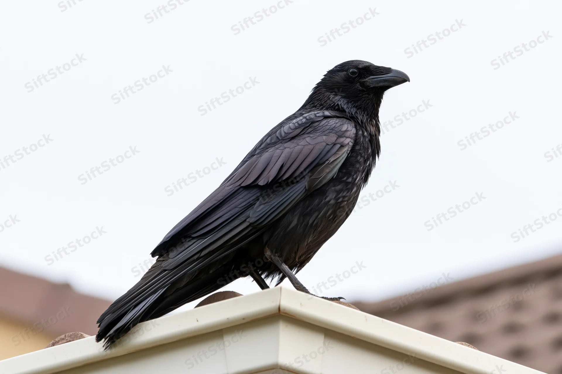 Black crow perched on corner edge of house roofline against sky