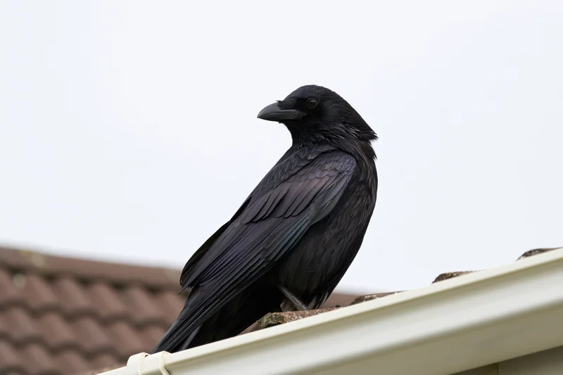 Black crow perched on corner edge of house roofline