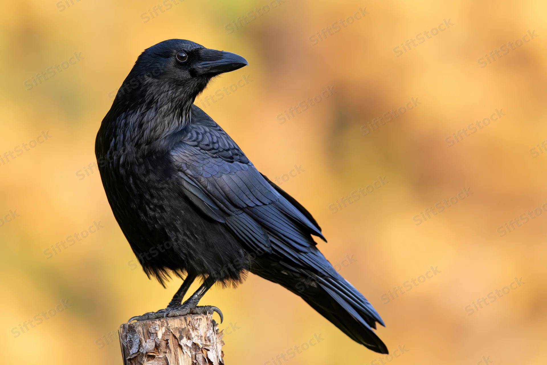 Black crow perched upright on a weathered wooden post stump in a warm autumn setting
