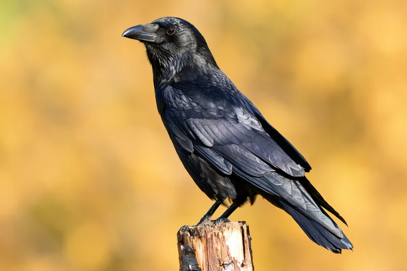 Black crow perched upright on a weathered wooden post stump against a golden autumn background