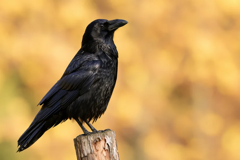 Black crow perched upright on a weathered wooden post stump against a golden autumn background