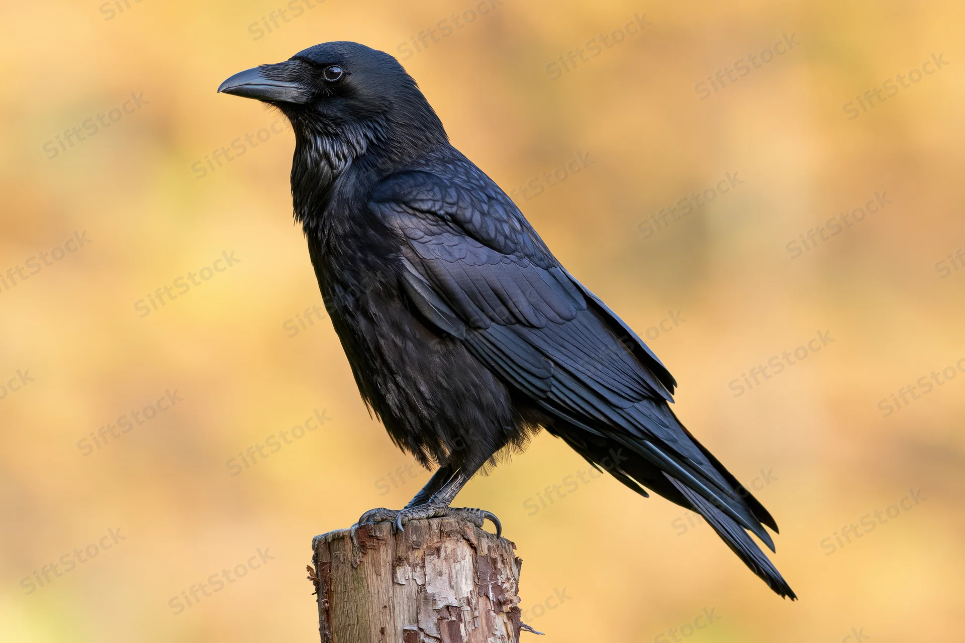 Black crow perched upright on a weathered wooden post stump in autumn forest