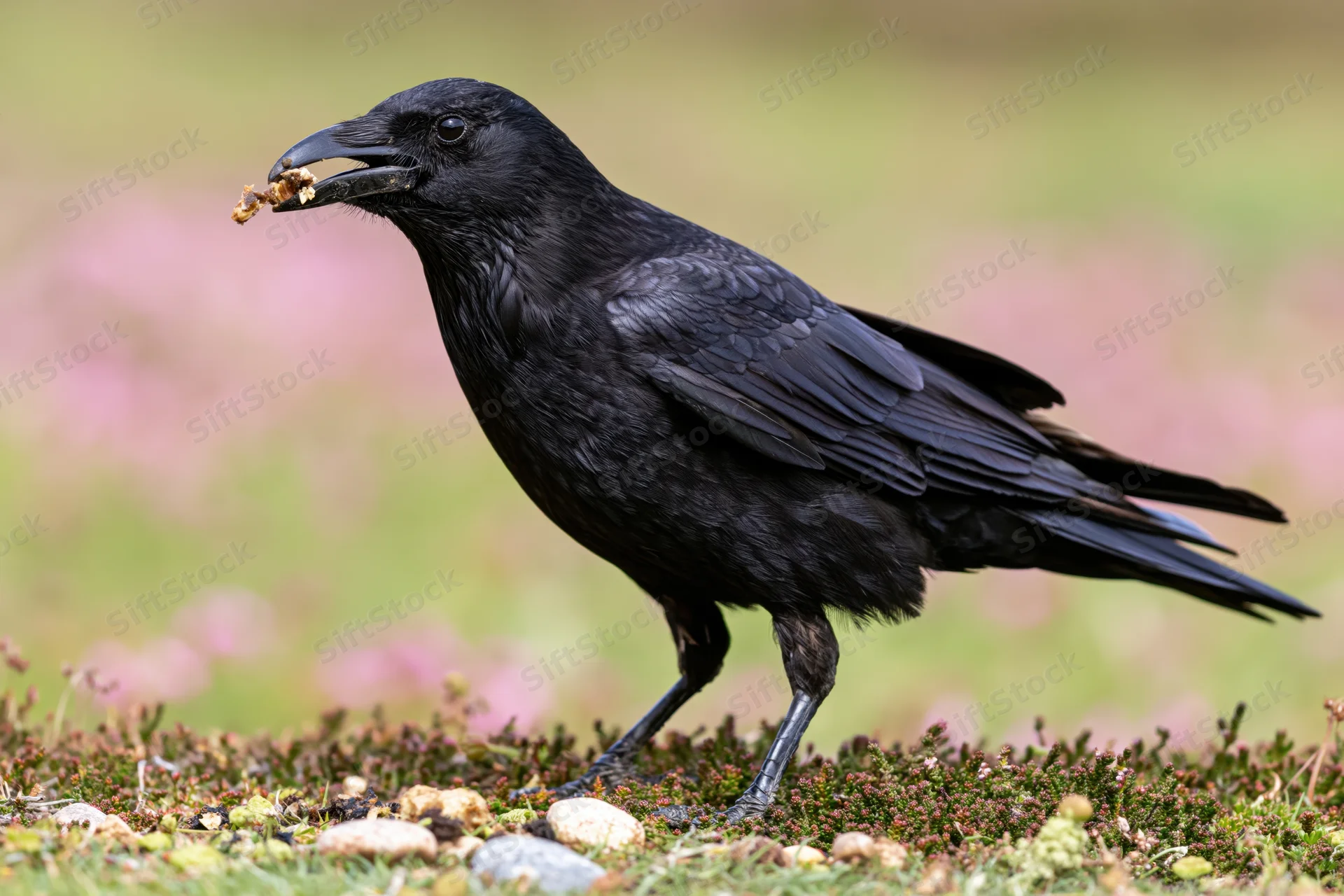 Black crow holding food in beak standing on mossy ground with pink heather in background