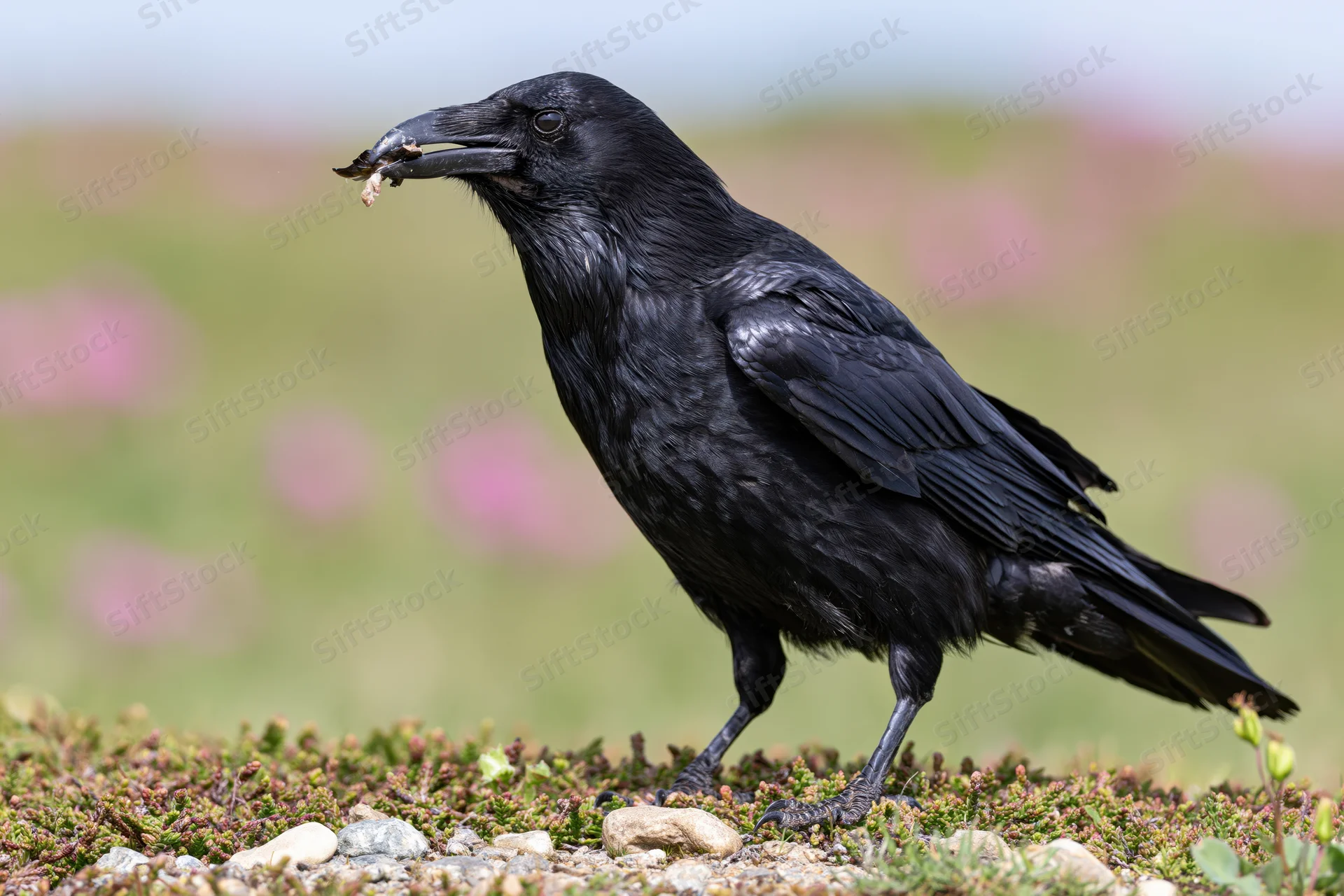 Black crow holding food in beak standing on mossy ground with blurred flowers in background