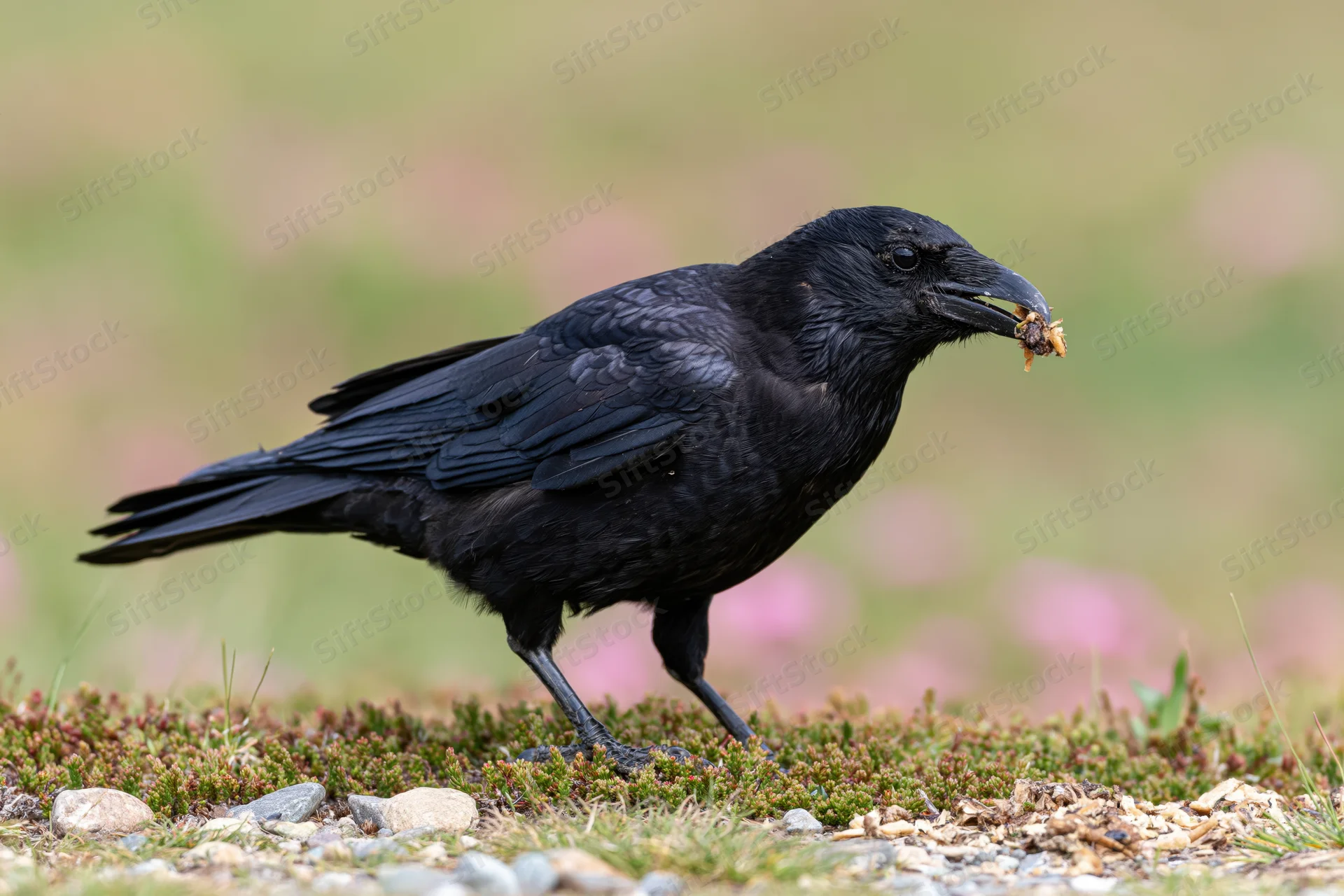 Black crow holding food in beak on mossy ground vegetation