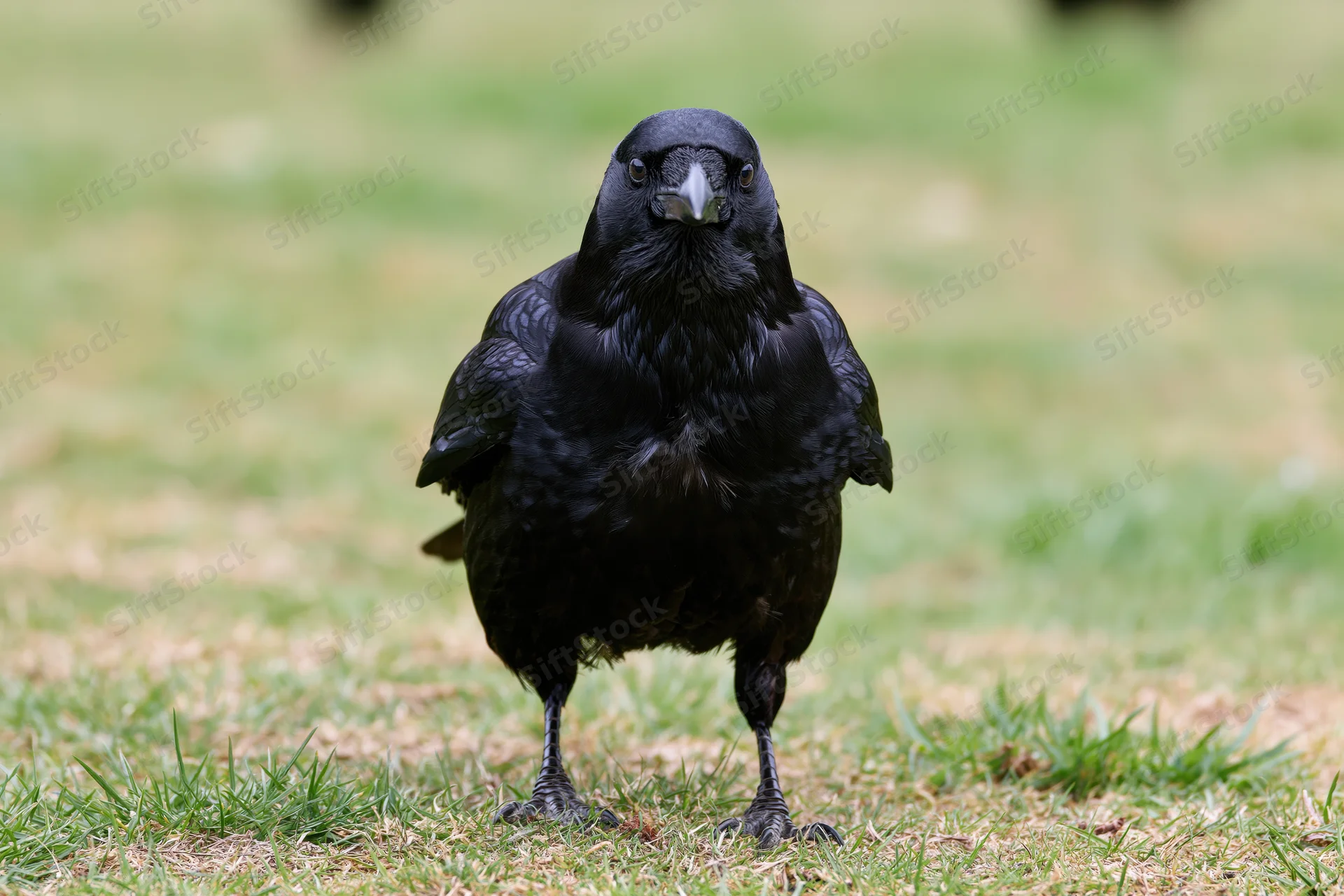 Black crow standing on patchy grass facing the camera directly