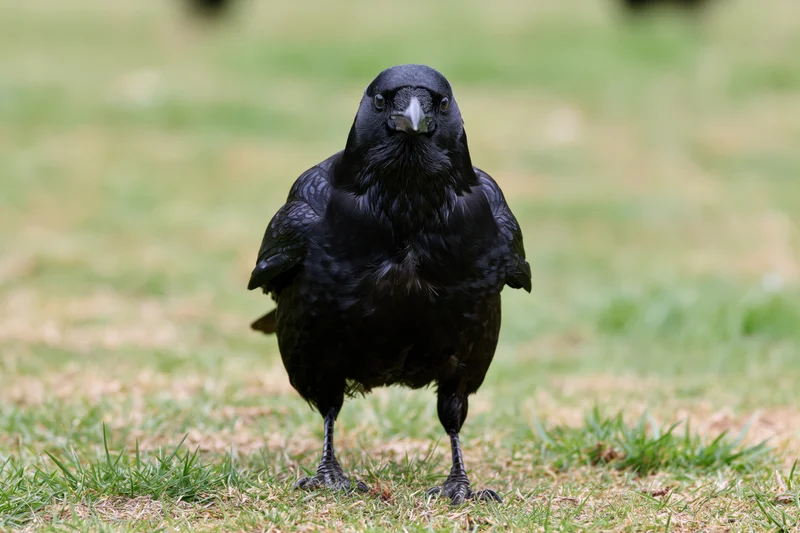 Black crow standing on patchy grass facing the camera directly