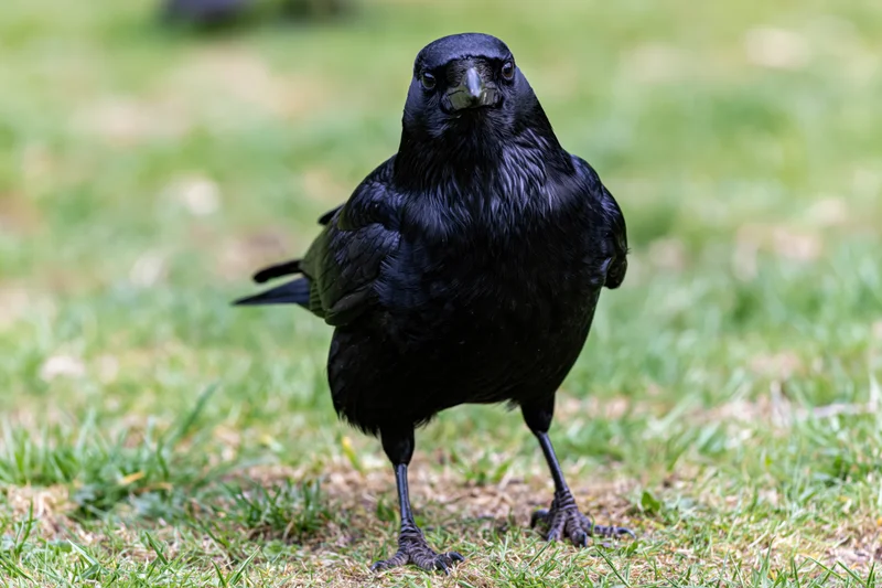 Black crow standing on patchy grass facing the camera directly