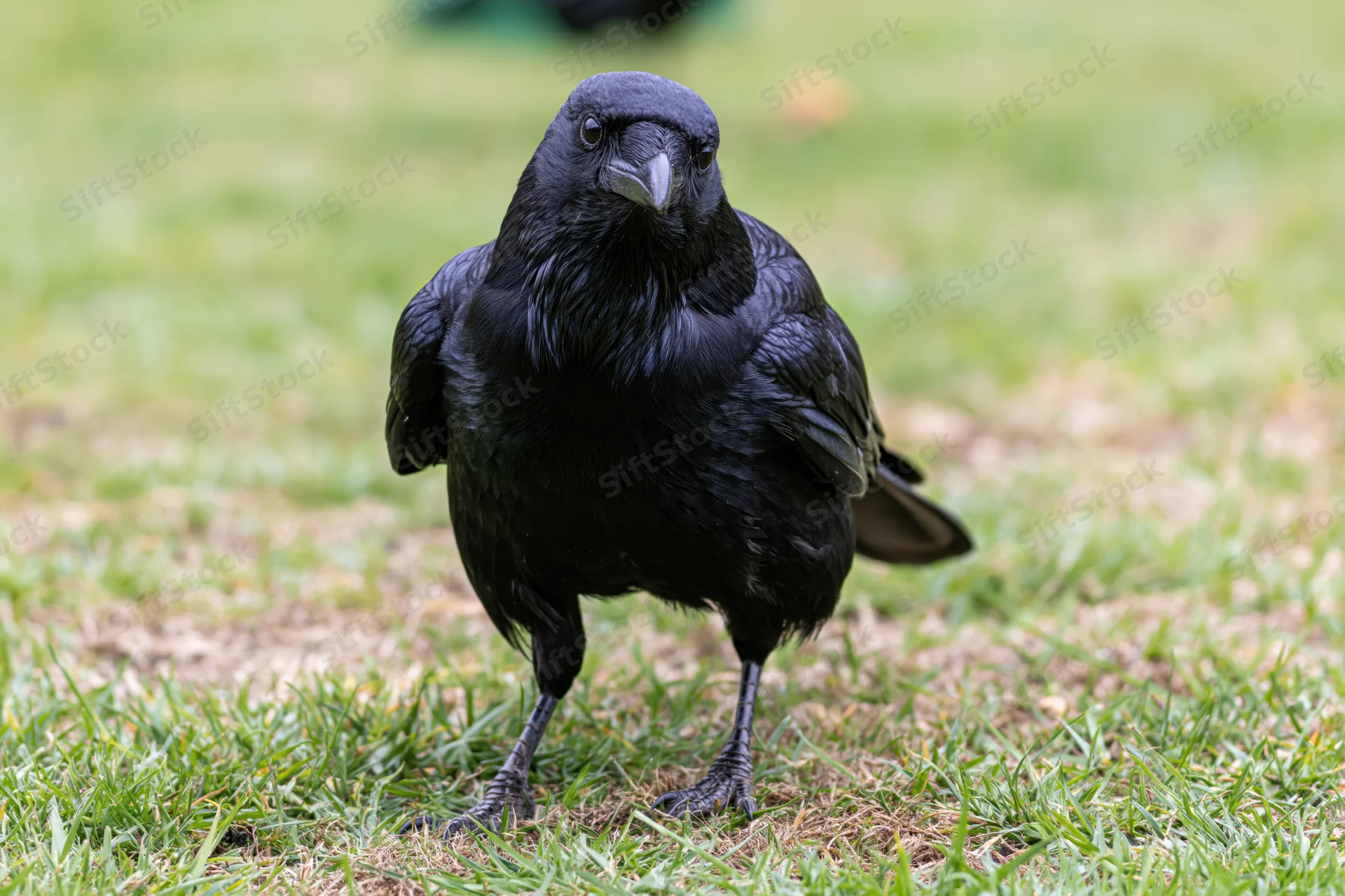 Black crow standing on patchy grass facing the camera