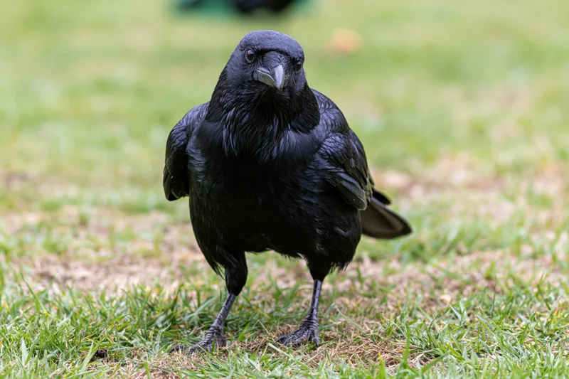 Black crow standing on patchy grass facing the camera